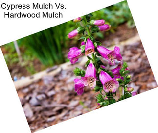 Cypress Mulch Vs. Hardwood Mulch