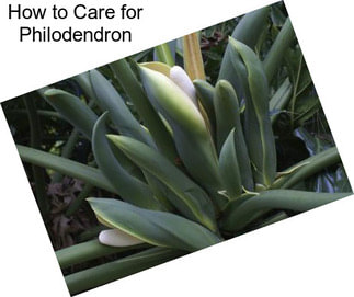 How to Care for Philodendron