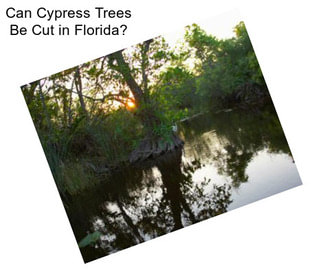 Can Cypress Trees Be Cut in Florida?