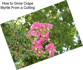 How to Grow Crape Myrtle From a Cutting