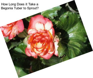 How Long Does it Take a Begonia Tuber to Sprout?