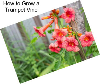 How to Grow a Trumpet Vine
