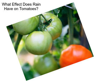 What Effect Does Rain Have on Tomatoes?