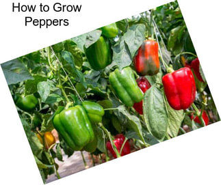 How to Grow Peppers