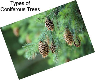 Types of Coniferous Trees