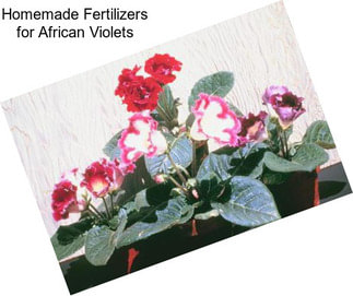 Homemade Fertilizers for African Violets