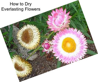How to Dry Everlasting Flowers