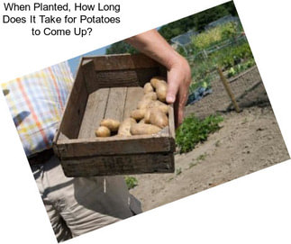 When Planted, How Long Does It Take for Potatoes to Come Up?