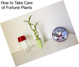 How to Take Care of Fortune Plants