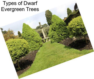 Types of Dwarf Evergreen Trees