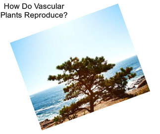 How Do Vascular Plants Reproduce?