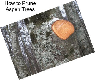 How to Prune Aspen Trees