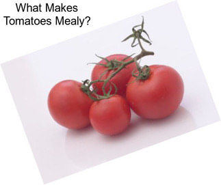 What Makes Tomatoes Mealy?