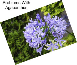 Problems With Agapanthus