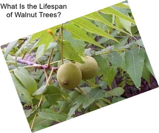 What Is the Lifespan of Walnut Trees?