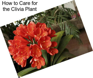 How to Care for the Clivia Plant