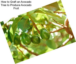 How to Graft an Avocado Tree to Produce Avocado Fruit