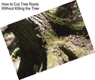 How to Cut Tree Roots Without Killing the Tree