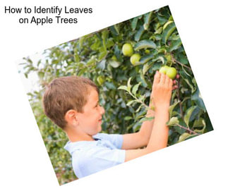 How to Identify Leaves on Apple Trees