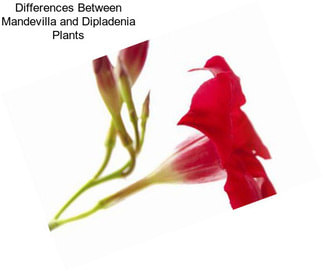 Differences Between Mandevilla and Dipladenia Plants