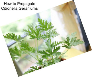 How to Propagate Citronella Geraniums