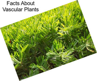 Facts About Vascular Plants