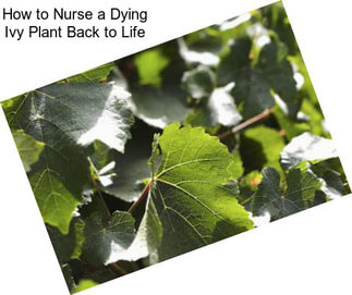 How to Nurse a Dying Ivy Plant Back to Life