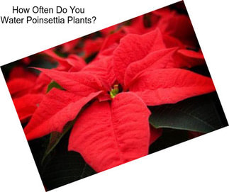 How Often Do You Water Poinsettia Plants?