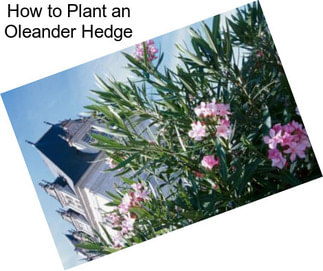 How to Plant an Oleander Hedge