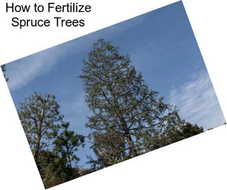 How to Fertilize Spruce Trees