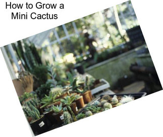 How to Grow a Mini Cactus