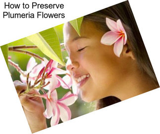 How to Preserve Plumeria Flowers