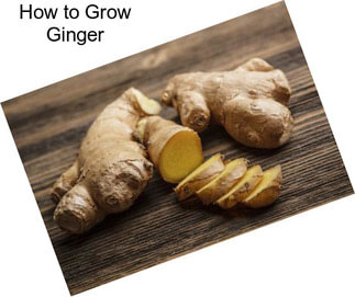 How to Grow Ginger