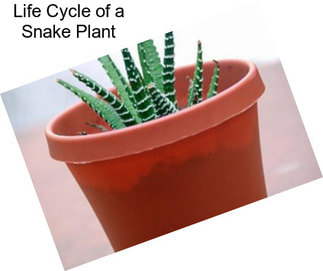 Life Cycle of a Snake Plant