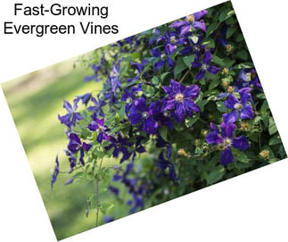 Fast-Growing Evergreen Vines