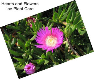 Hearts and Flowers Ice Plant Care