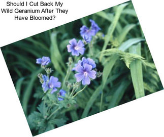 Should I Cut Back My Wild Geranium After They Have Bloomed?