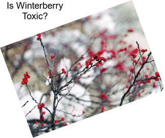 Is Winterberry Toxic?