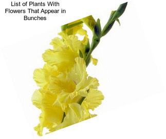 List of Plants With Flowers That Appear in Bunches