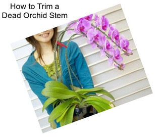 How to Trim a Dead Orchid Stem