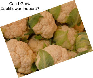 Can I Grow Cauliflower Indoors?