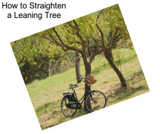 How to Straighten a Leaning Tree