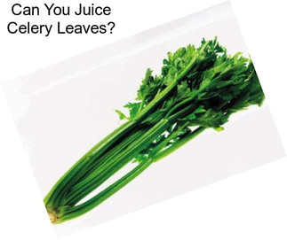 Can You Juice Celery Leaves?