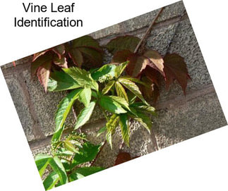 Vine Leaf Identification