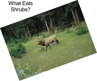 What Eats Shrubs?