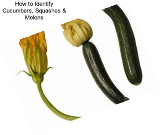 How to Identify Cucumbers, Squashes & Melons