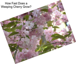 How Fast Does a Weeping Cherry Grow?