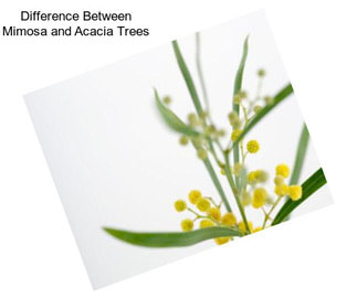 Difference Between Mimosa and Acacia Trees