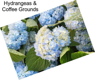 Hydrangeas & Coffee Grounds