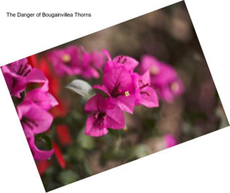 The Danger of Bougainvillea Thorns